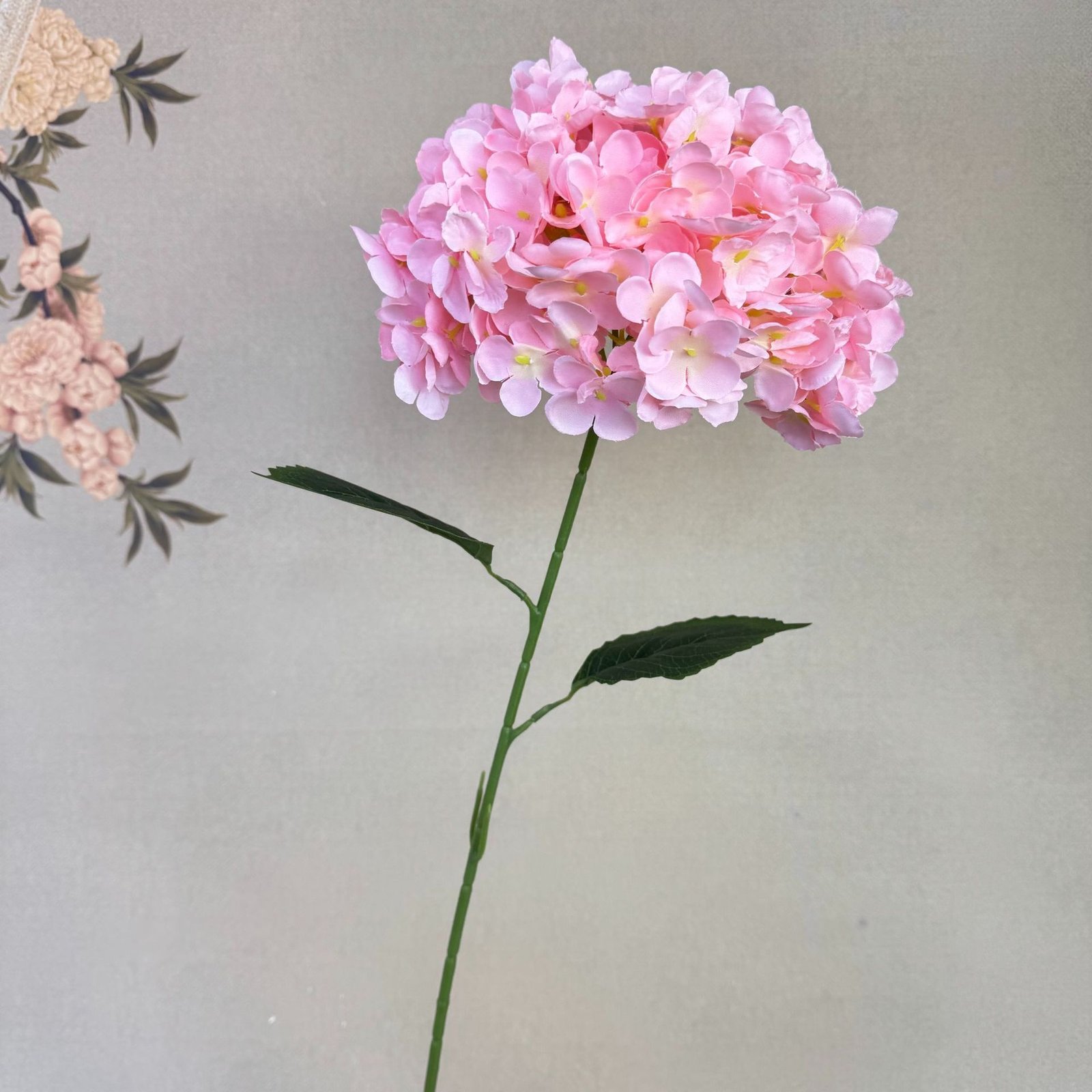 Large-headed Single Roman Hydrangea